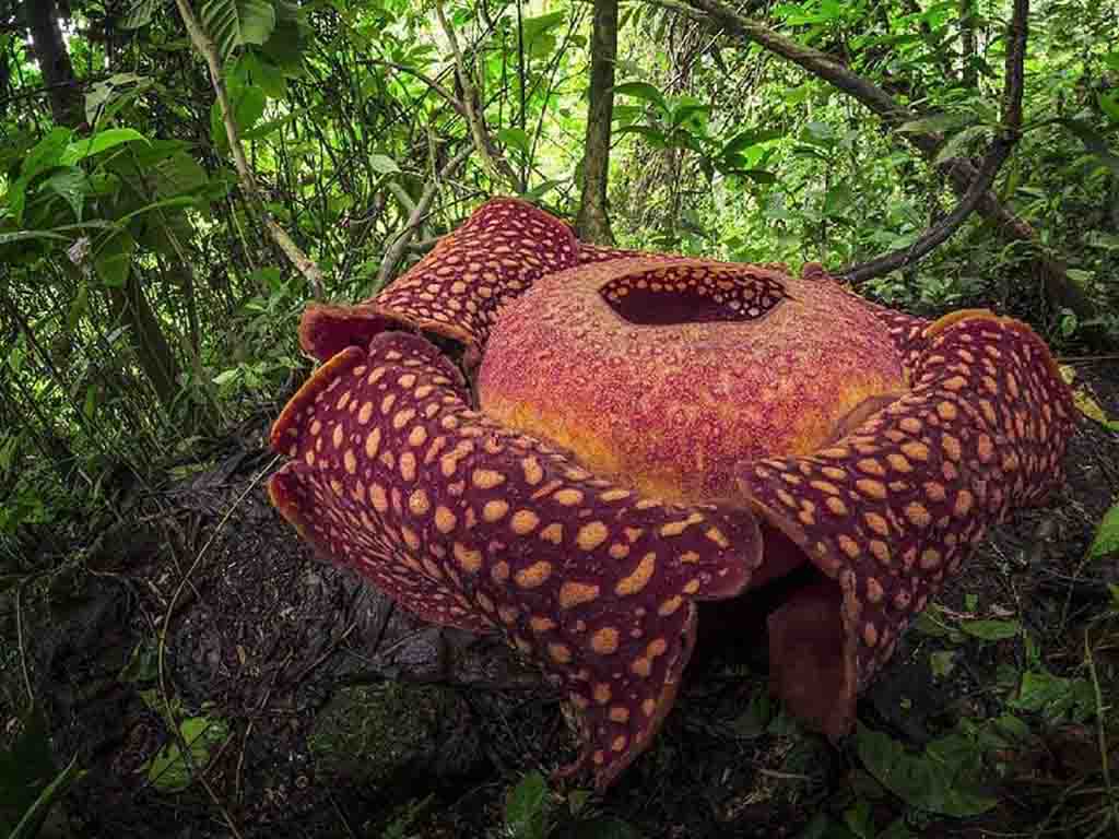 PAKET WISATA BUKITTINGGI - PALUPUH 3D2N PAKET WISATA BUKITTINGGI - PALUPUH 3D2N