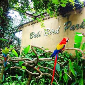 PAKET TOUR BALI 3D2N BALI BIRD PARK