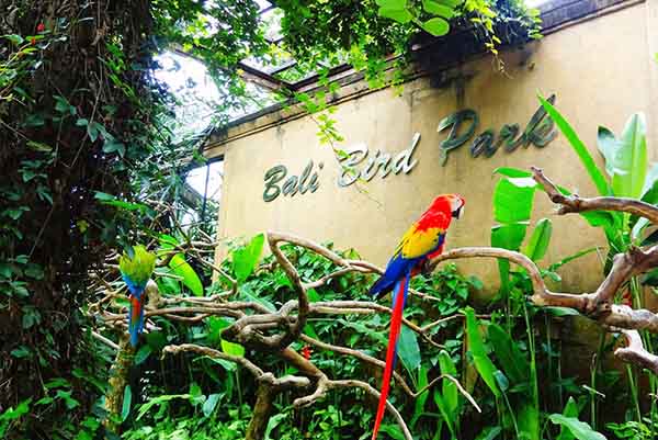 PAKET TOUR BALI 3D2N BALI BIRD PARK