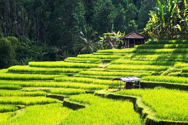 PAKET TOUR BALI 3D2N UBUD