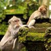 PAKET TOUR BALI 4D3N SANGEH MONKEY FOREST