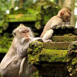 PAKET TOUR BALI 4D3N SANGEH MONKEY FOREST