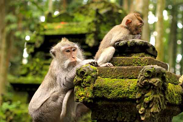 PAKET TOUR BALI 4D3N SANGEH MONKEY FOREST PAKET TOUR BALI 4D3N SANGEH MONKEY FOREST