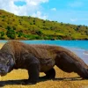 OPEN TRIP LABUAN BAJO KOMODO 4 HARI 3 MALAM