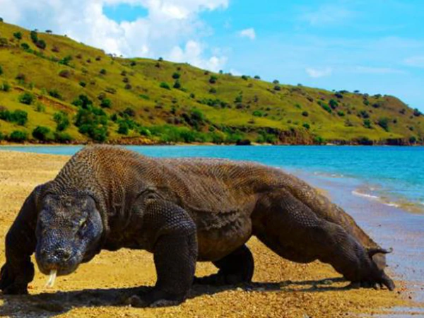 OPEN TRIP LABUAN BAJO KOMODO 4 HARI 3 MALAM OPEN TRIP LABUAN BAJO KOMODO 4 HARI 3 MALAM